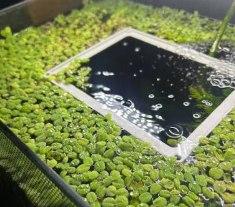 DuckWeed Fast growing