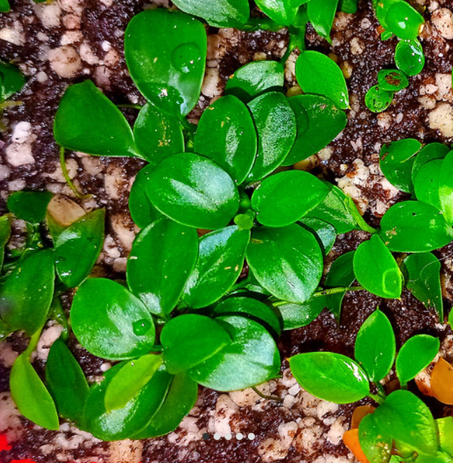 Anubias Nana petite