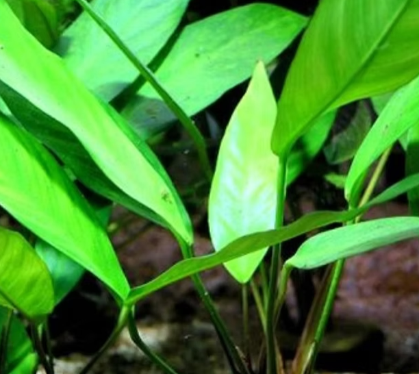 Anubias hastifolia ROOTED