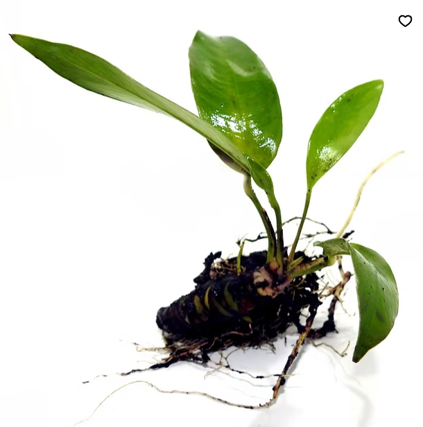 Anubias hastifolia ROOTED