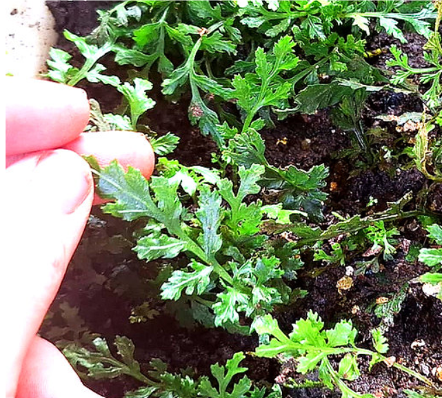 Bolbitis ‘Green Stitch’