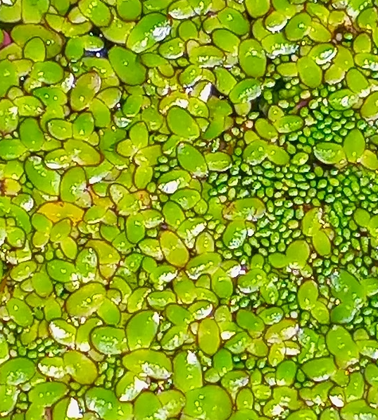 DuckWeed Fast growing
