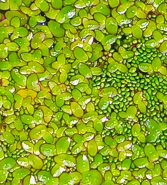 DuckWeed Fast growing