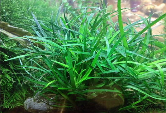 Eriocaulon sp. vietnam - Rooted