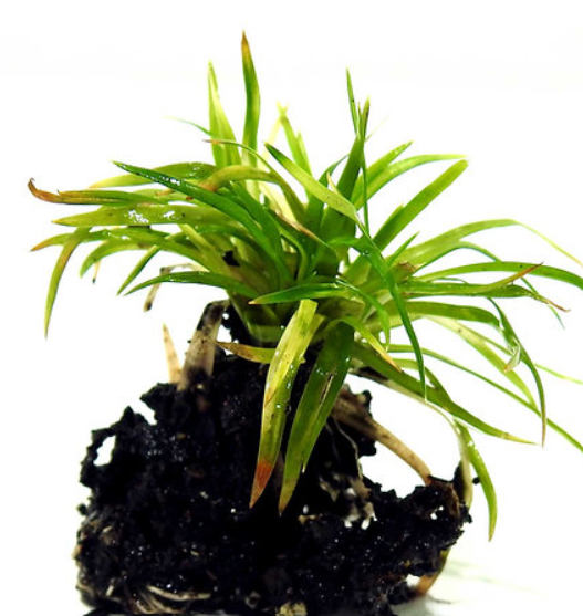 Eriocaulon sp. vietnam - Rooted