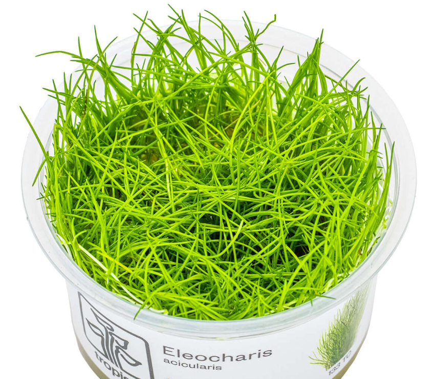 Eleocharis acicularis (Aquatic Grass)