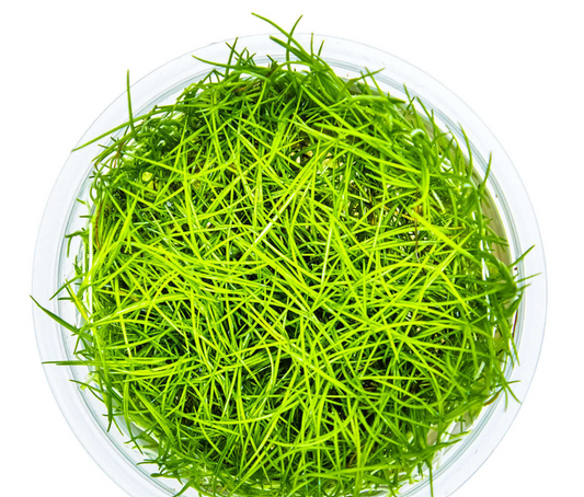Eleocharis acicularis (Aquatic Grass)