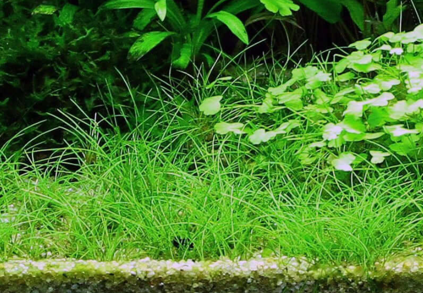 Eleocharis acicularis (Aquatic Grass)