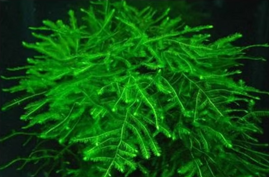 Java Moss Taxiphyllum barbieri