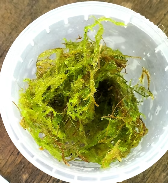 Java Moss Taxiphyllum barbieri