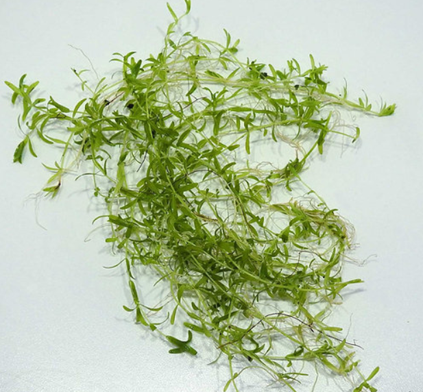 Micranthemum micranthemoides