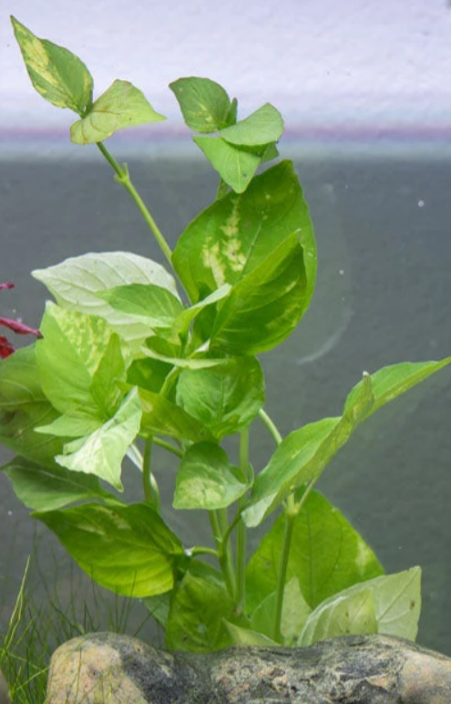 Nomaphila variagatus (RARE) rooted