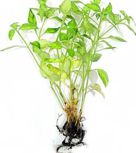 Nomaphila variagatus (RARE) rooted