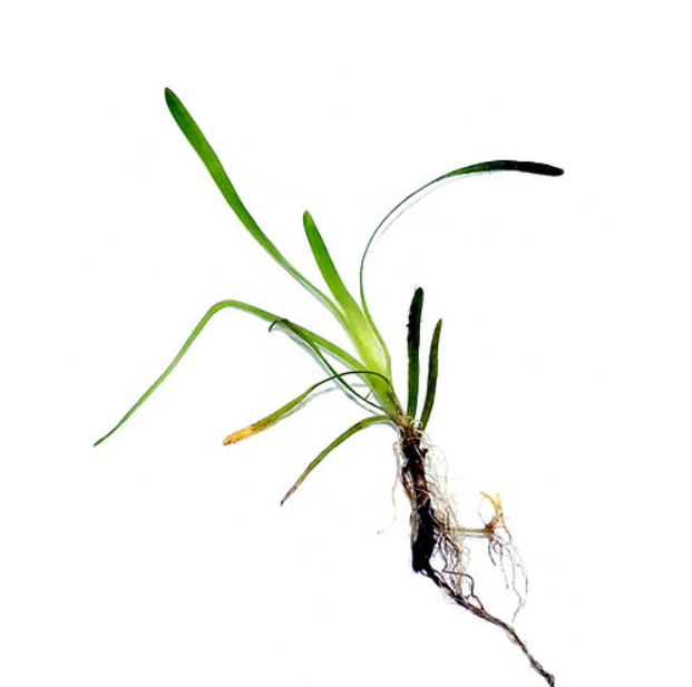 Normal Vallis plant