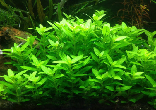 Staurogyne repens - rooted