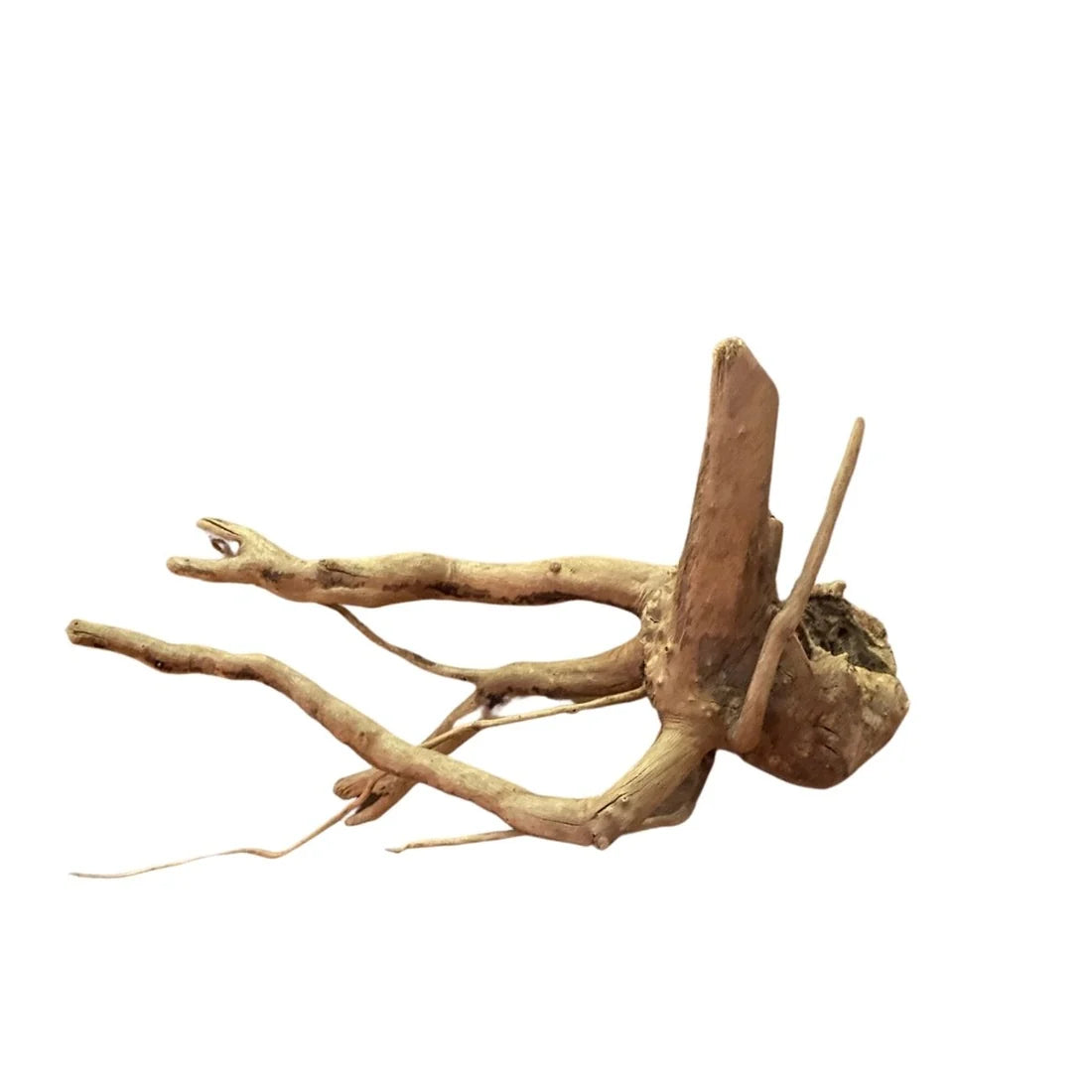Spider Wood Per 100g