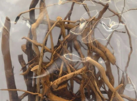 Spider Wood Twigs